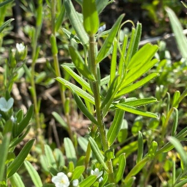 Buglossoides arvensis Blad