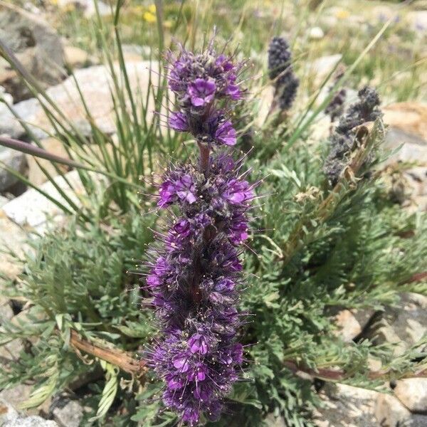 Phacelia sericea Цвят