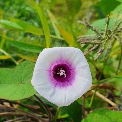 Ipomoea cordatotriloba Flors