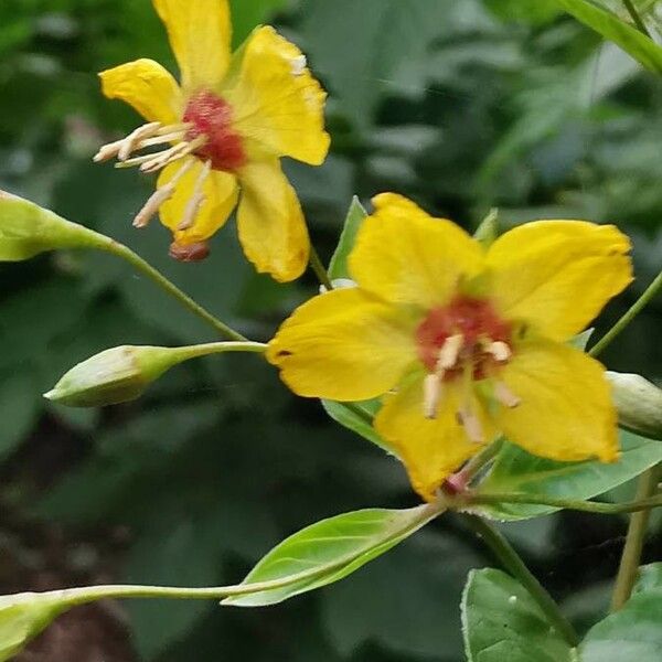 Lysimachia ciliata Flower