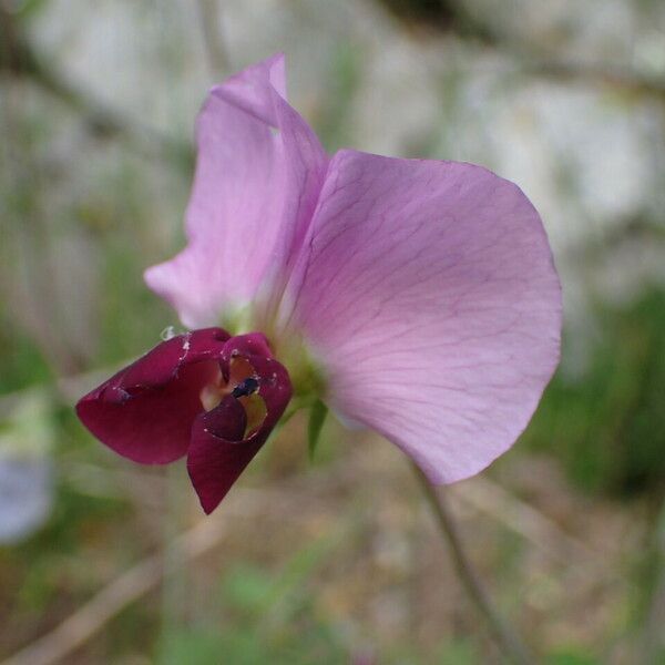 Pisum sativum Blüte