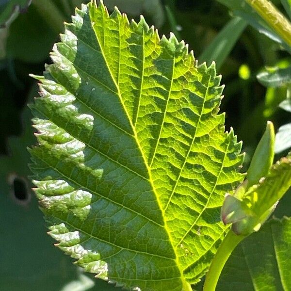 Alnus alnobetula ഇല