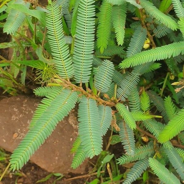 Chamaecrista mimosoides Leaf