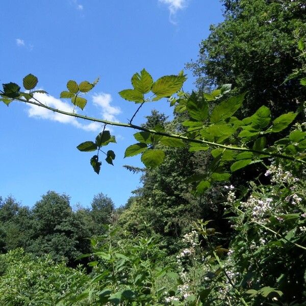 Rubus praecox (Himalayan giant blackberry)