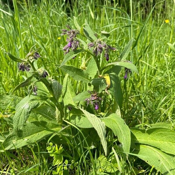 Symphytum officinale Hábito