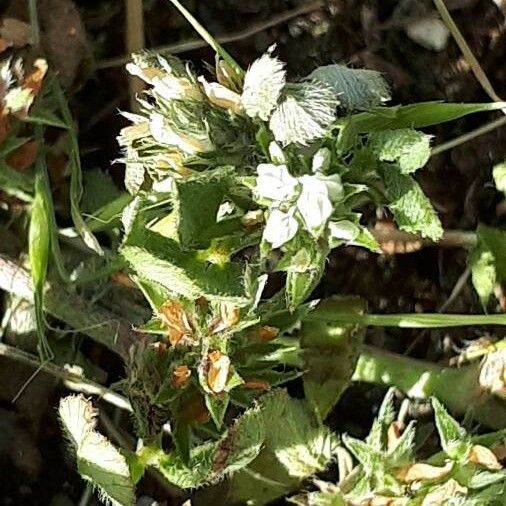 Trifolium scabrum 花