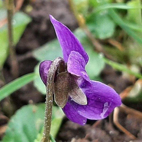 Viola reichenbachiana Кветка