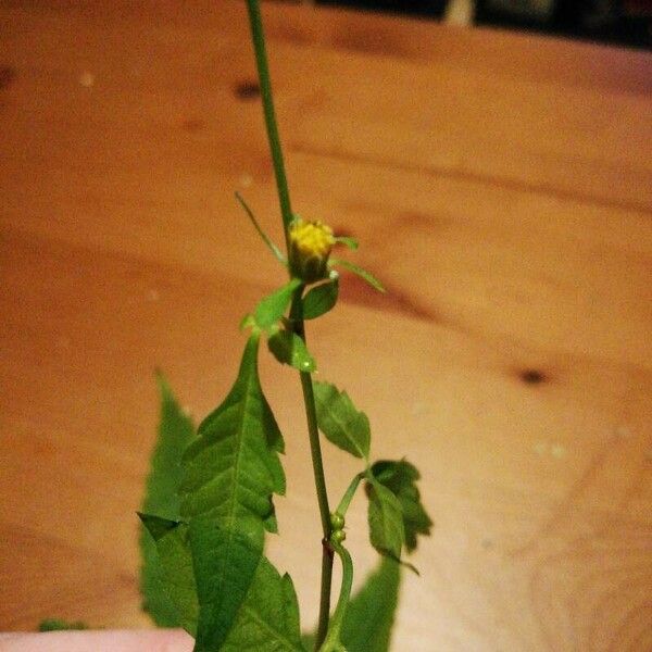 Bidens tripartita Flower