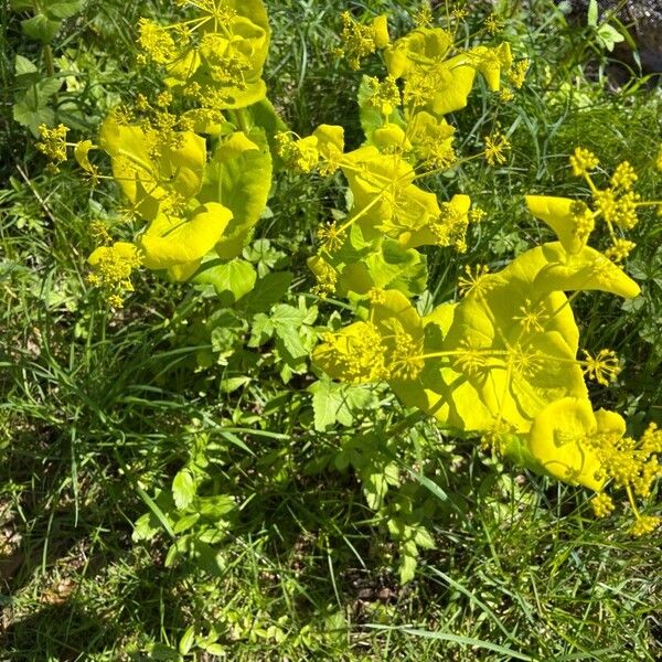 Smyrnium perfoliatum Blüte