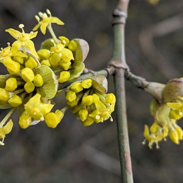 Cornus mas 花