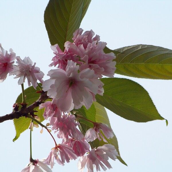 Prunus serrulata Levél