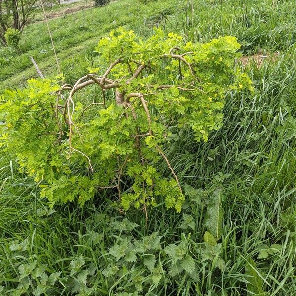 Caragana arborescens Habit