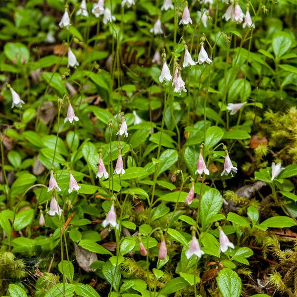 Linnaea borealis Habitat