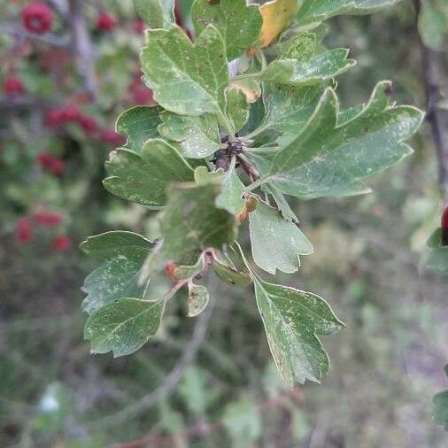 Crataegus monogyna Blatt