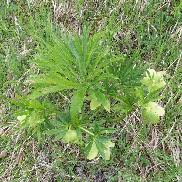 Helleborus viridis Συνήθη χαρακτηριστικά