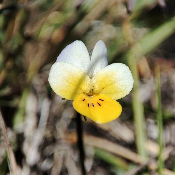 Viola hymettia Λουλούδι