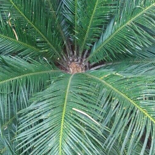 Cycas revoluta Lehti