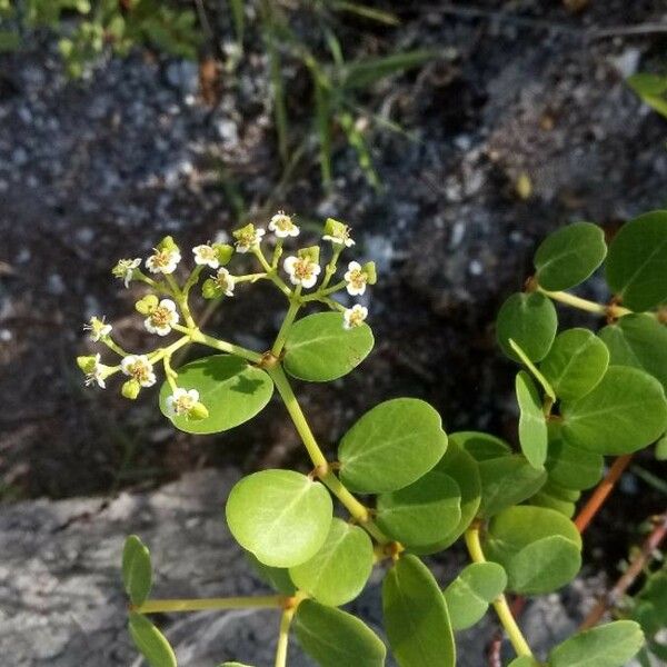 Chrysobalanus icaco Çiçek