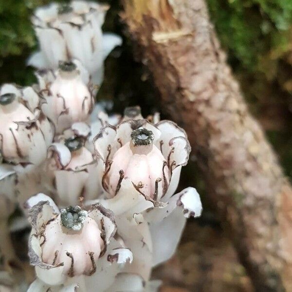 Monotropa uniflora Frugt