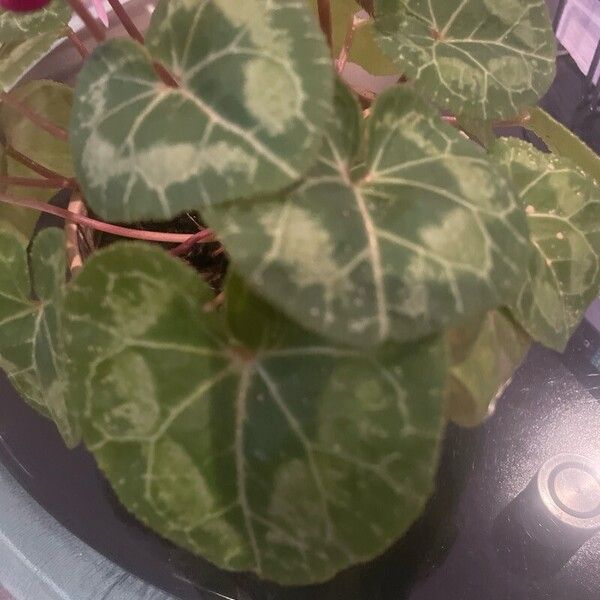 Cyclamen persicum Leaf