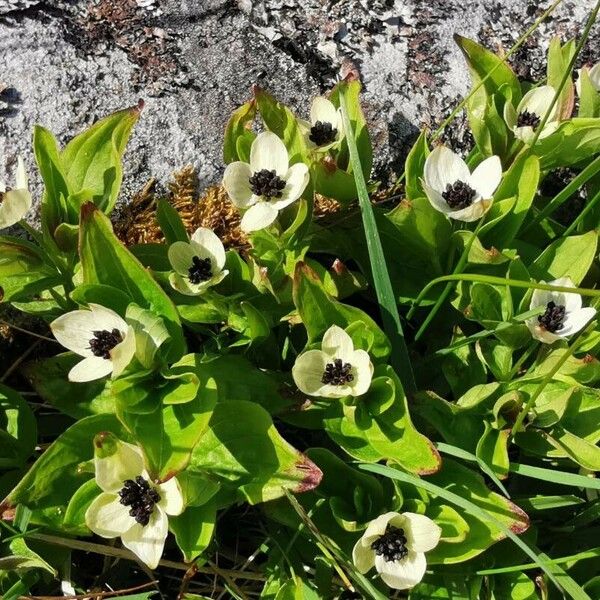 Cornus suecica Floare