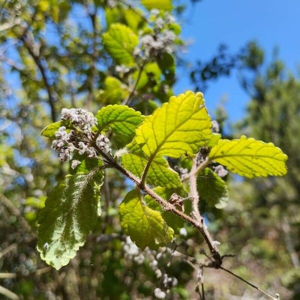 Bystropogon canariensis Kvet