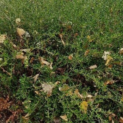 Lepidium squamatum Flor