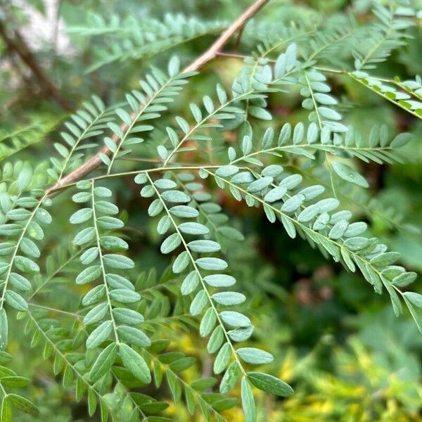 Gleditsia aquatica Folla