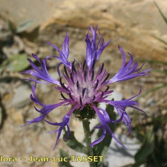 Cyanus graminifolius Квітка