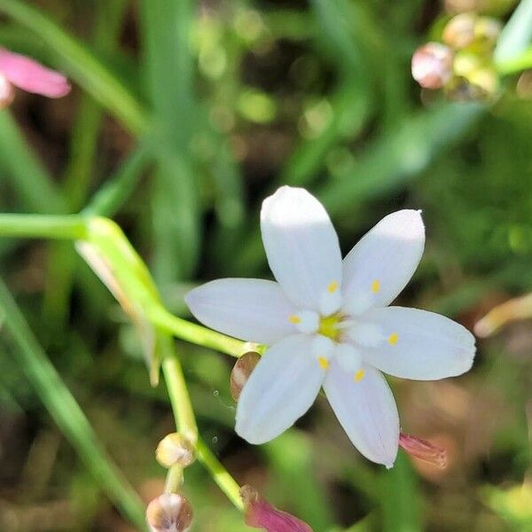 Simethis mattiazzii Flower