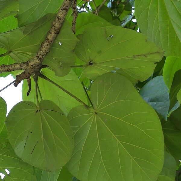 Hibiscus tiliaceus Leaf