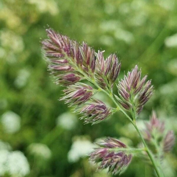 Dactylis glomerata ফুল