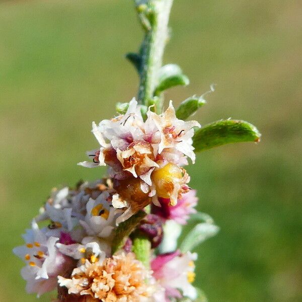 Cuscuta epithymum Flor