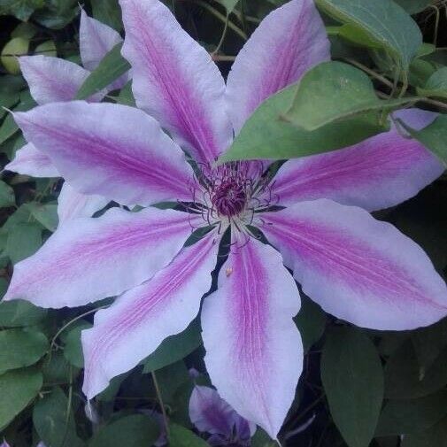 Clematis patens Flor