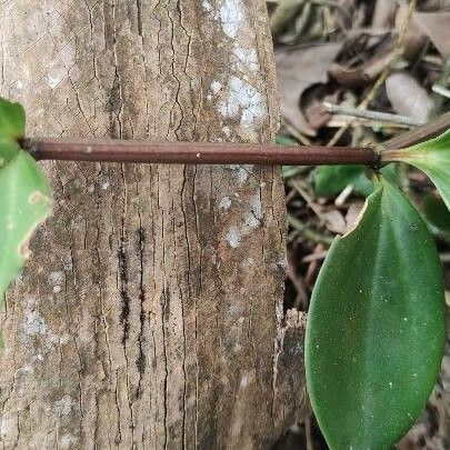 Peperomia pecuniifolia 葉