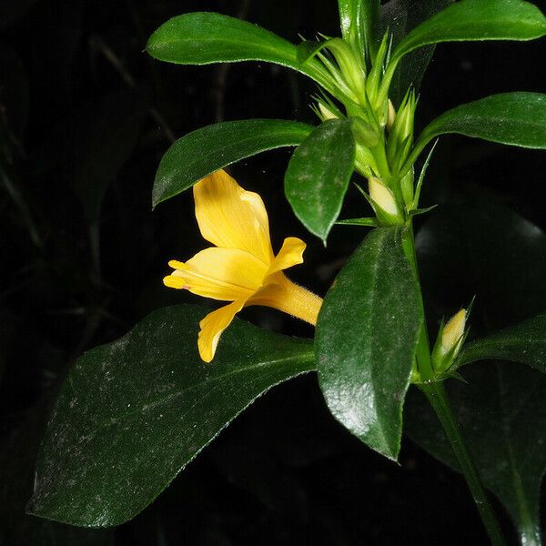 Barleria prionitis Агульны выгляд