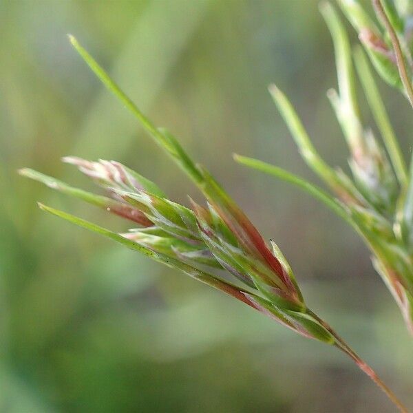 Poa bulbosa Habit