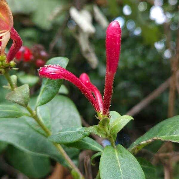 Lonicera periclymenum Kukka