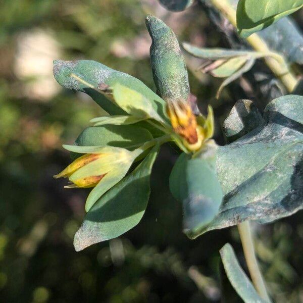 Cerinthe minor Habit