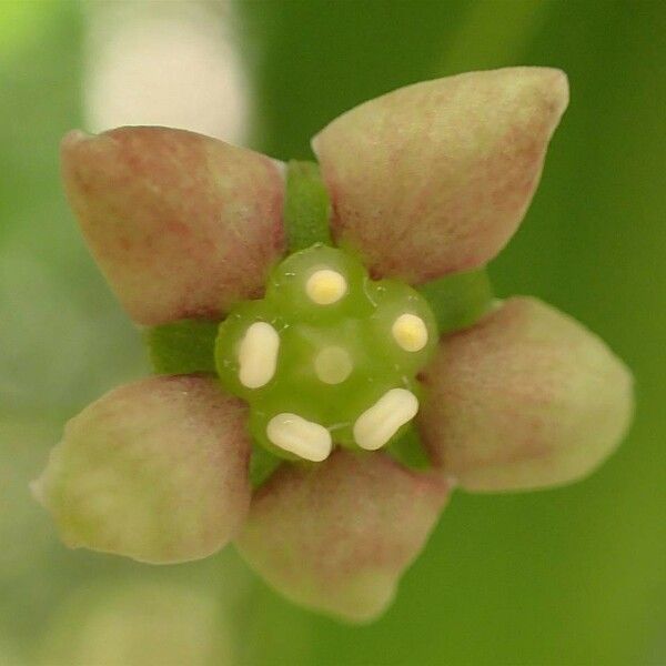 Euonymus latifolius Flor