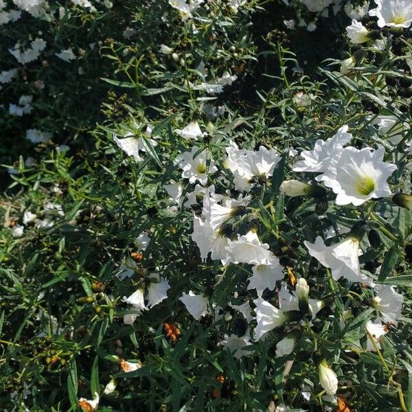 Cordia parvifolia फूल