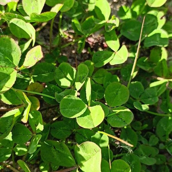 Trifolium repens Folla