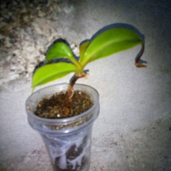 Nepenthes alata Leaf