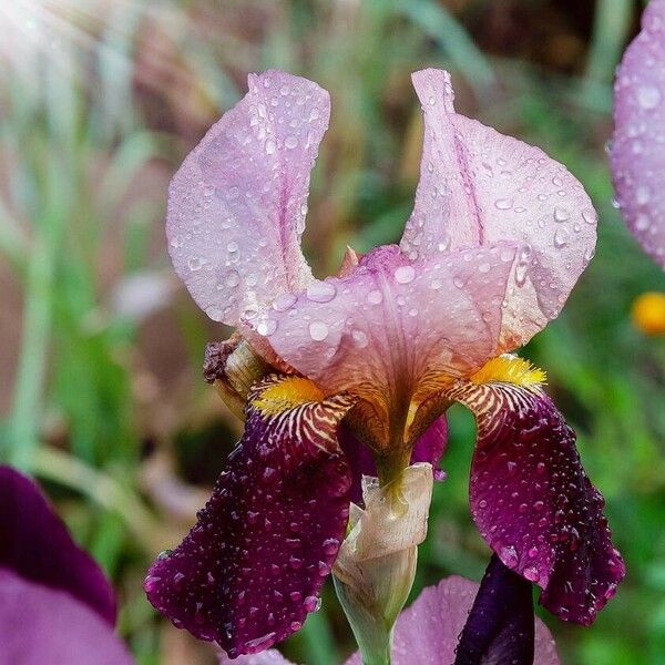 Iris × germanica Květ