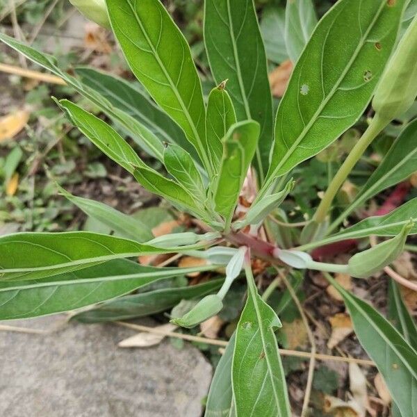 Oenothera macrocarpa Leaf