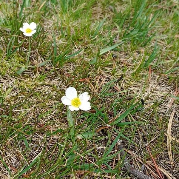 Ranunculus pyrenaeus Blomma