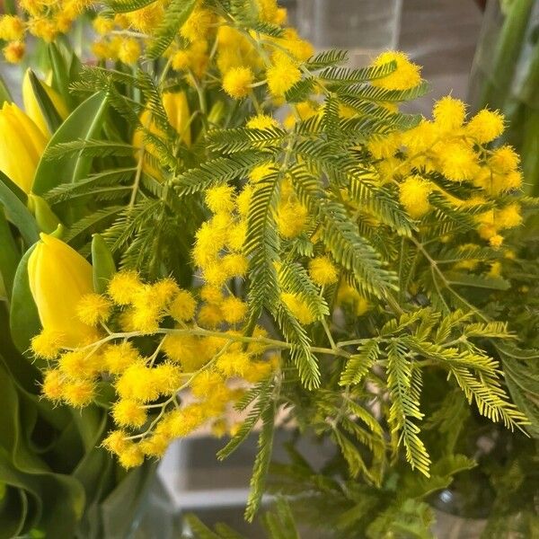 Acacia baileyana Flor