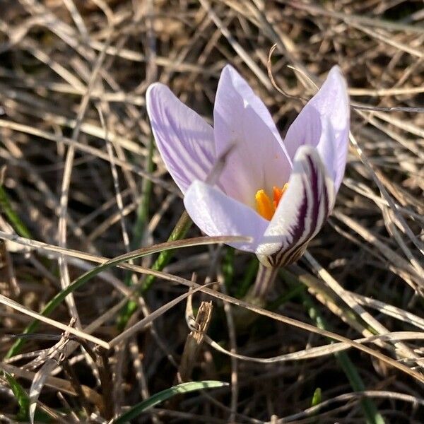 Crocus reticulatus Floare