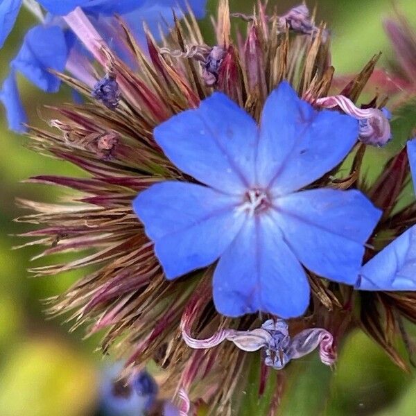 Ceratostigma willmottianum Žiedas