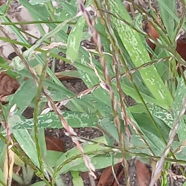 Digitaria ciliaris Flor